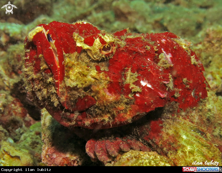 A scorpion fish