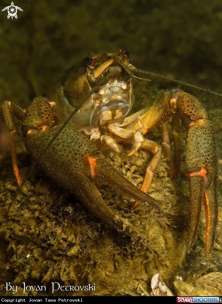 A Jezerski rak / Lakeland lobster.