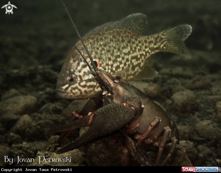 A Jezerski rak / Lakeland lobster.