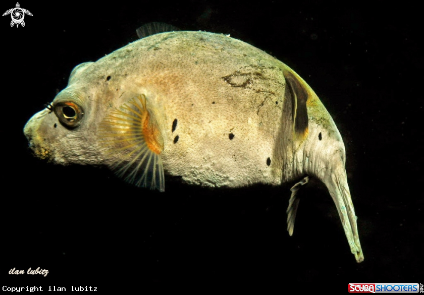 A puffer fish