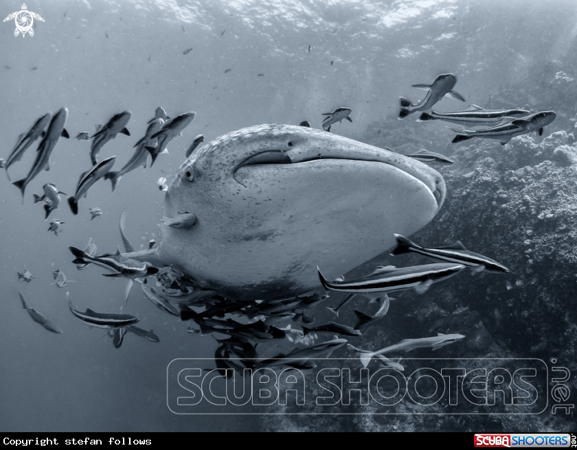 A Whale Shark