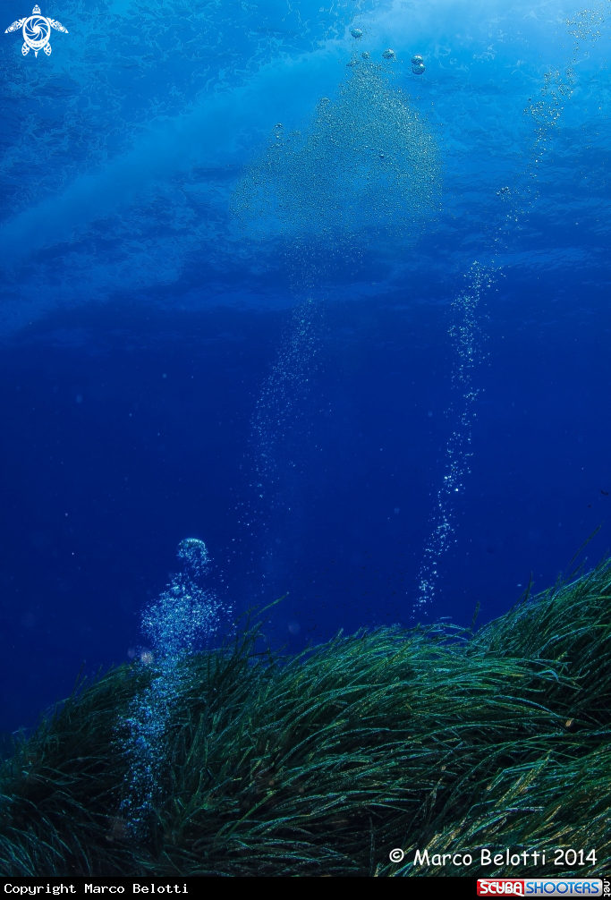 A Posidonia 