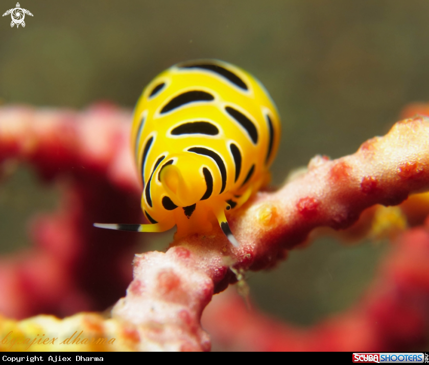 A black tiger egg cowrie 
