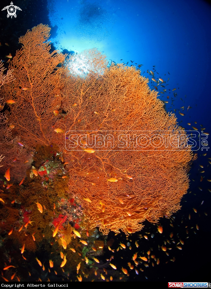 A underwater creature