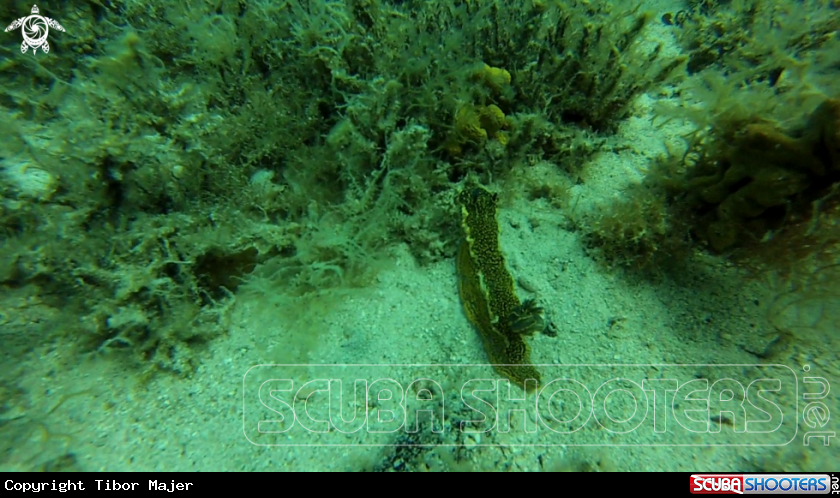 A Nudibranch