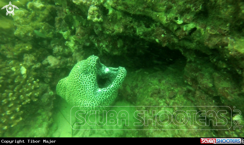 A Leopard moray