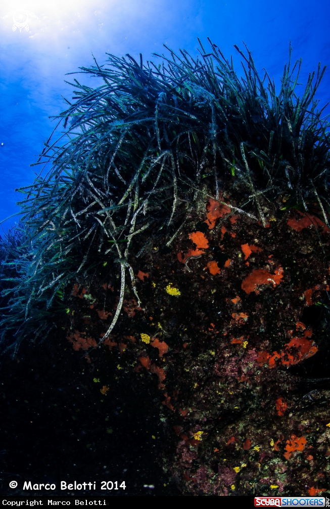 A posidonia 