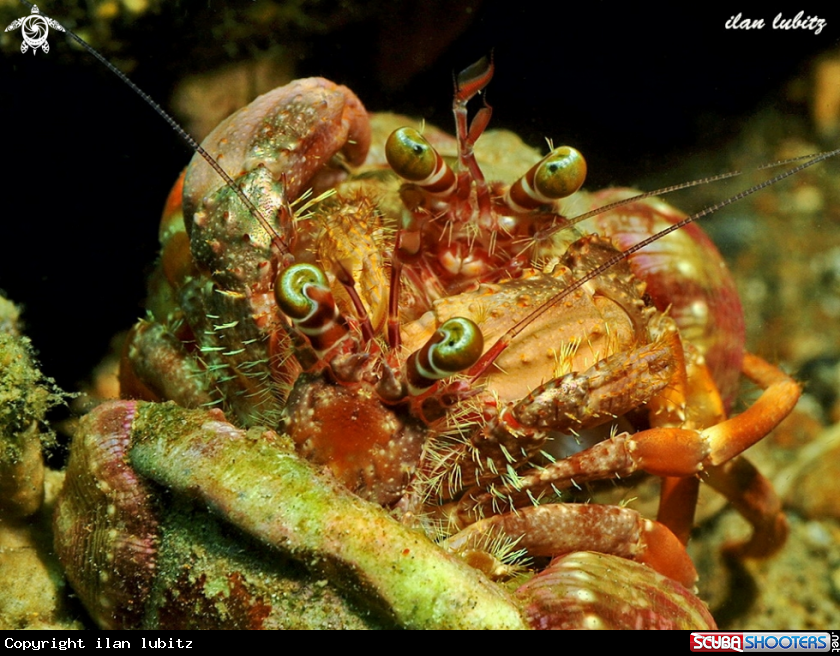 A hermit crab