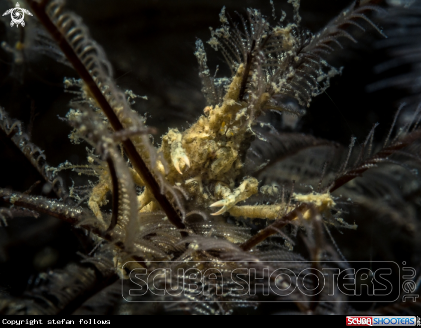 A Hydroid Crab