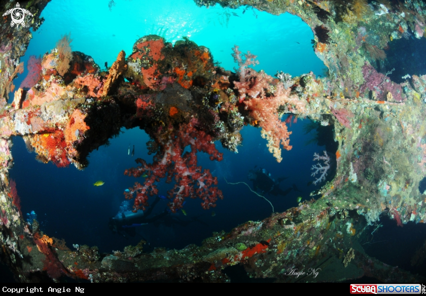 A Soft Coral