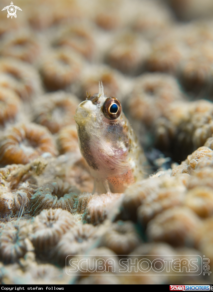 A Blenny