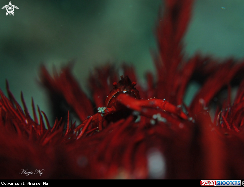 A Crinoid Squat Lobster