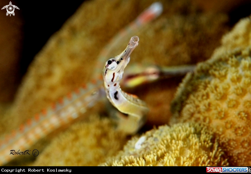 A Pipefish