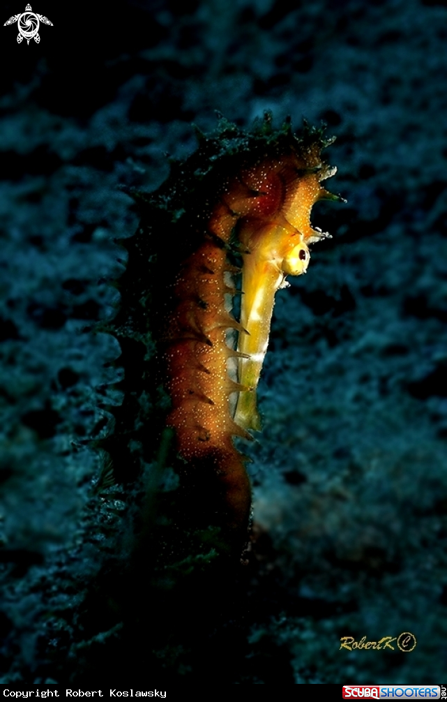 A Sea Horse