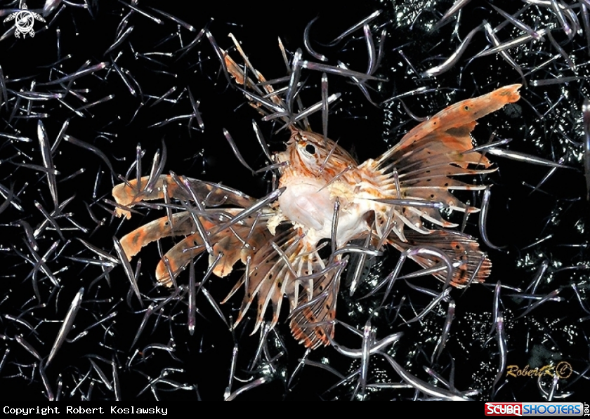 A Lionfish