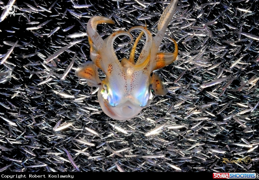 A Squid