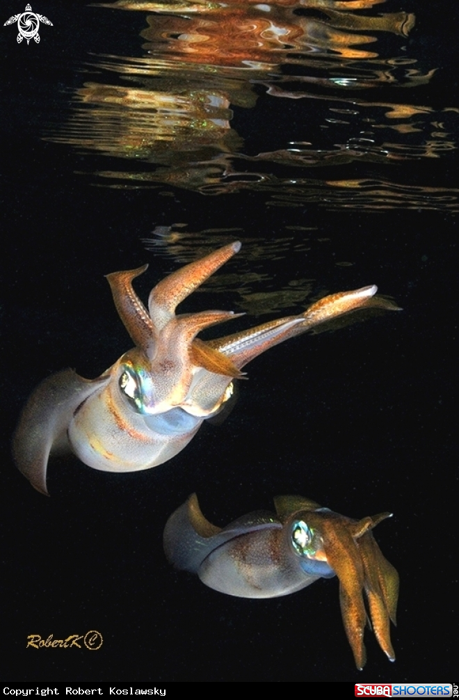 A Squid