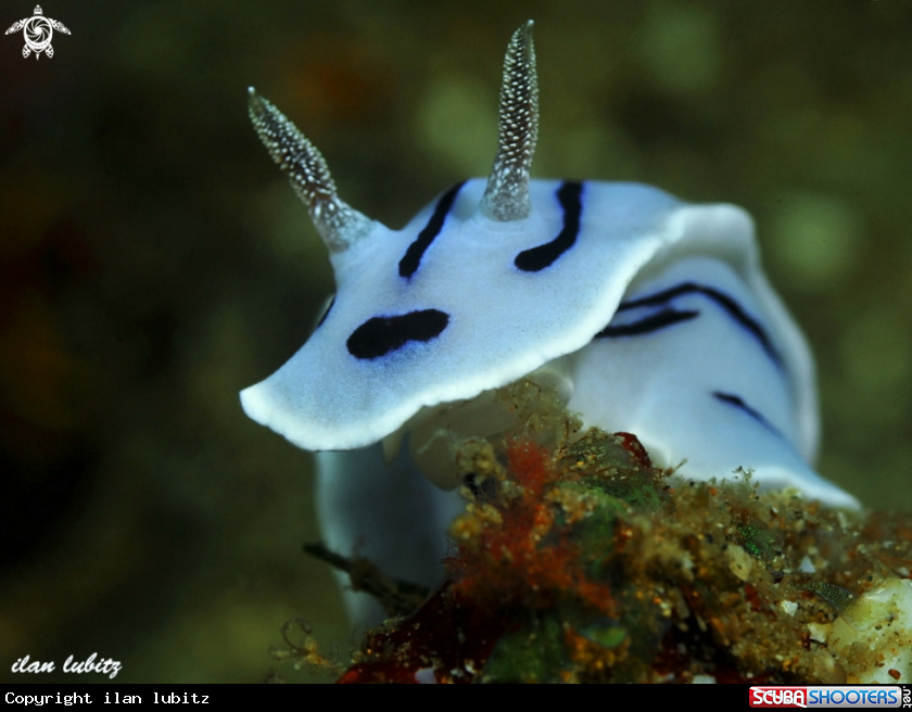 A nudibranch