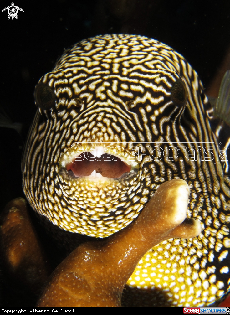 A Ball fish