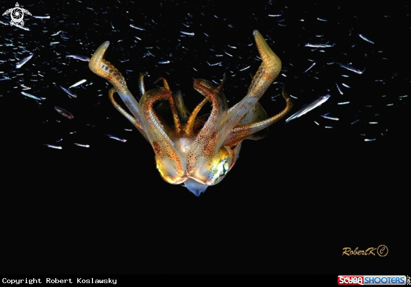 A Squid