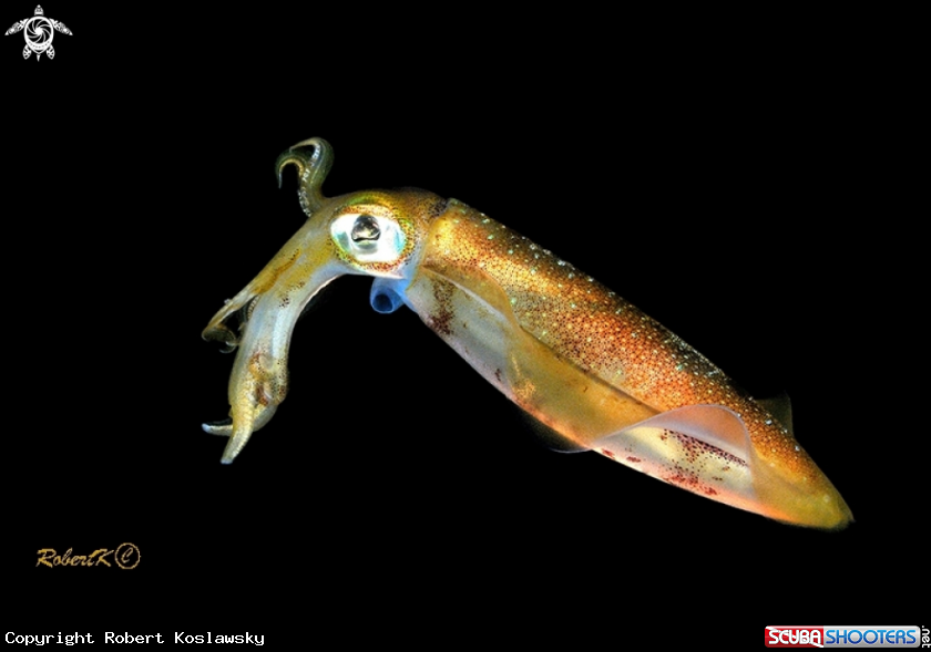 A Squid