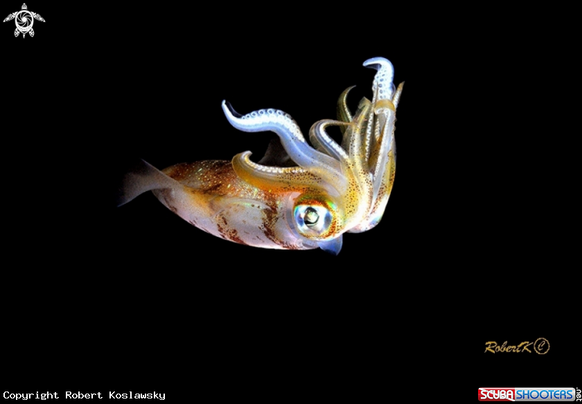 A Squid