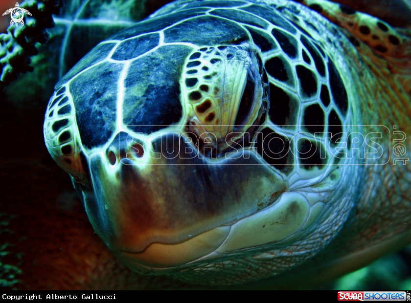 A Sea Turtle