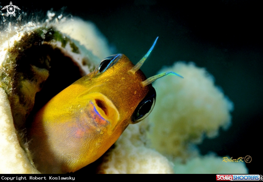 A blenny