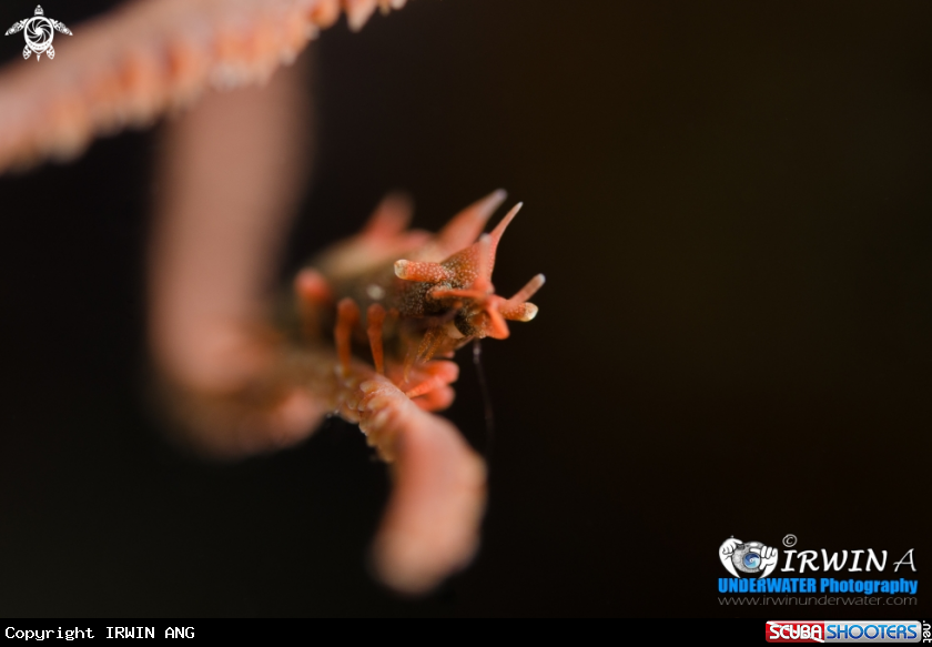 A The Dragon Shrimp 