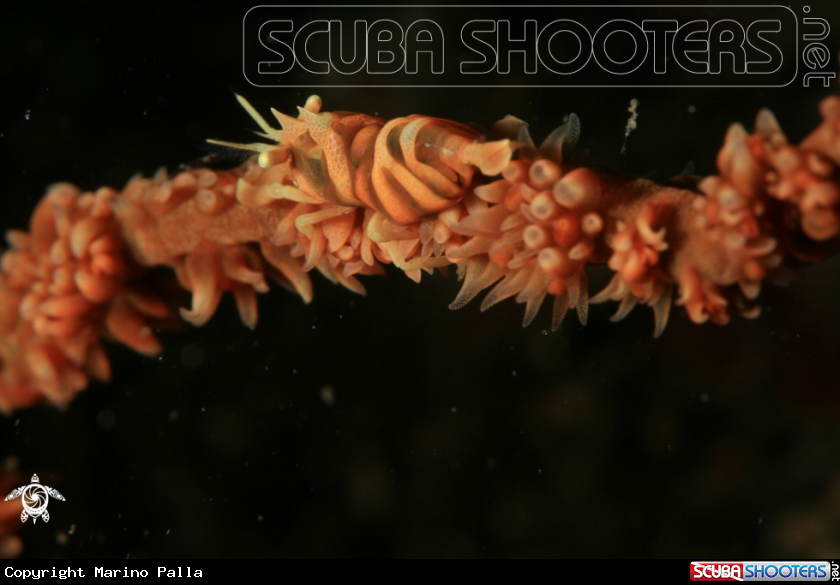A shrimp