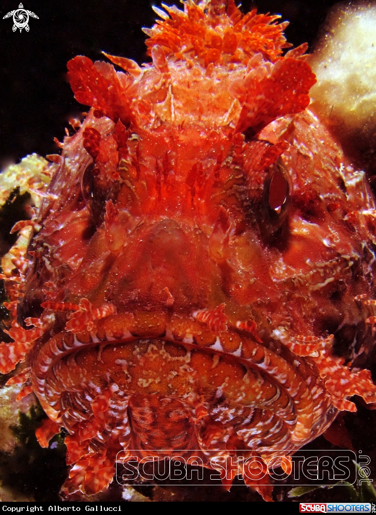 A Mediterranean scorpionfish