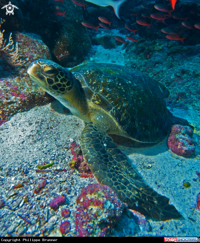 A Turtle