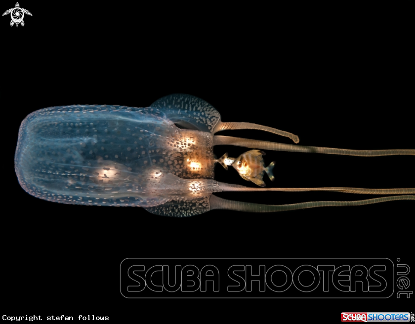 A Box Jellyfish