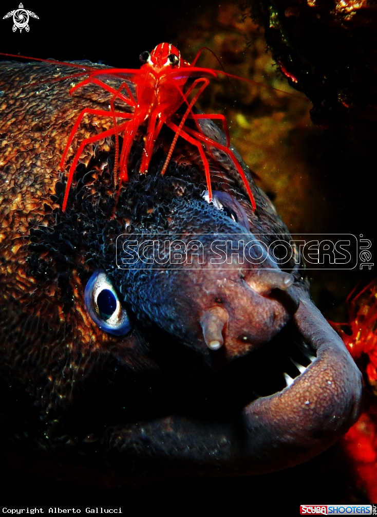 A Moray and shrimp