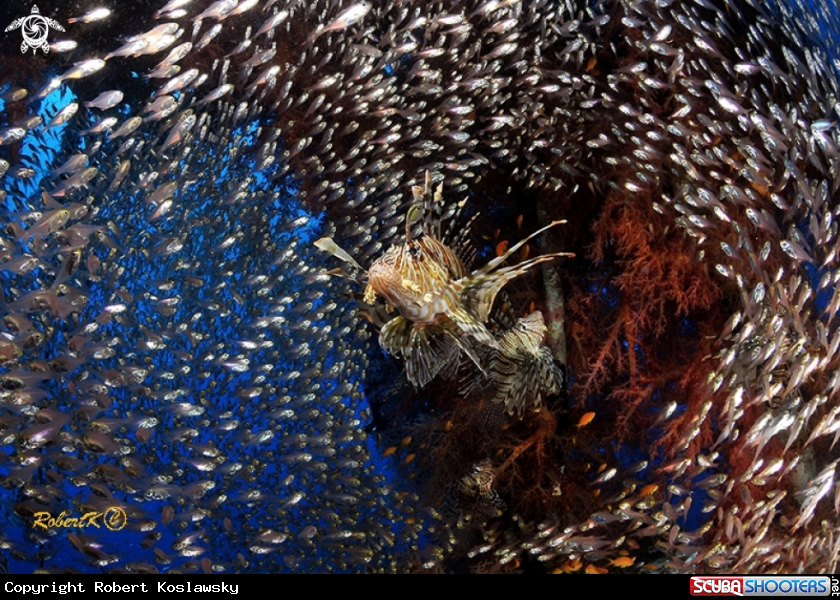 A Lion & Glassfish