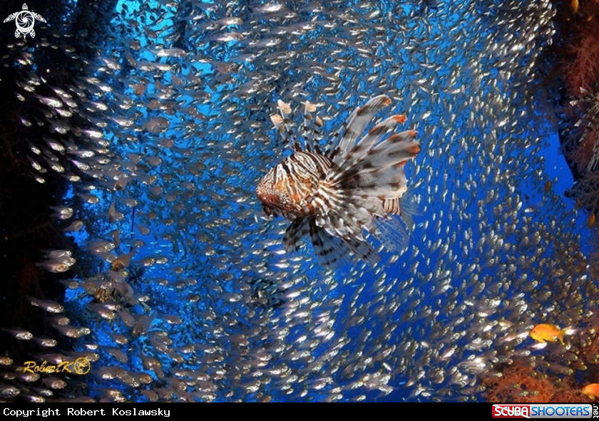 A Lion & glassfish