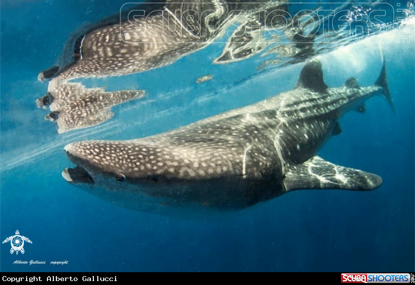 A Whale Shark