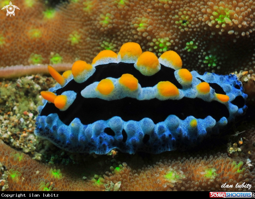 A nudibranch