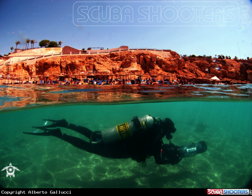 A underwater creature