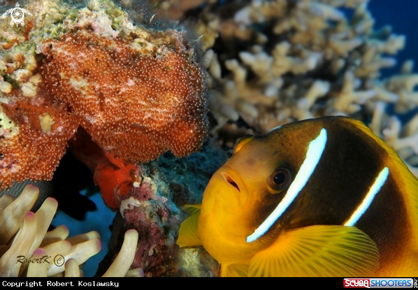 A Clownfish