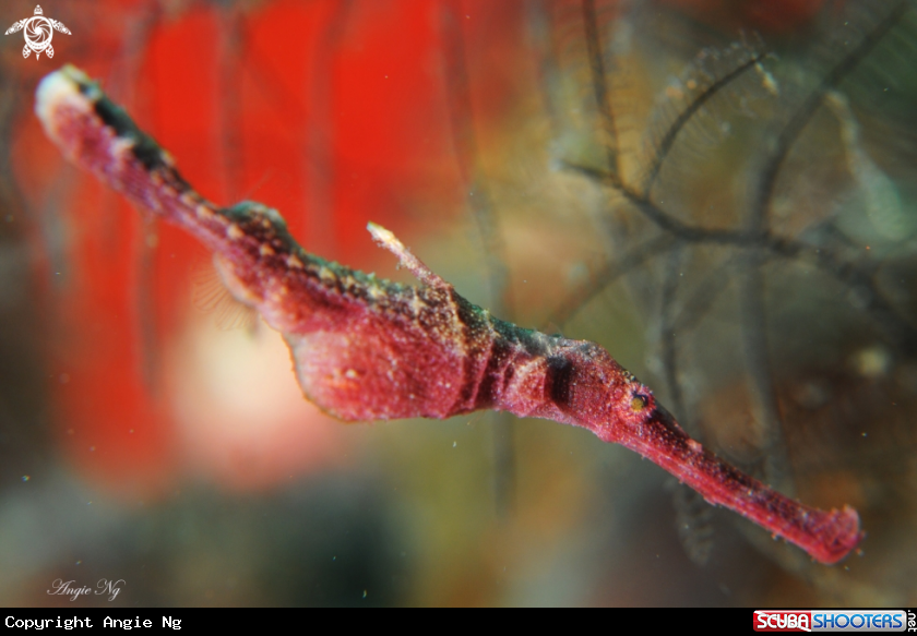 A Pipe Fish