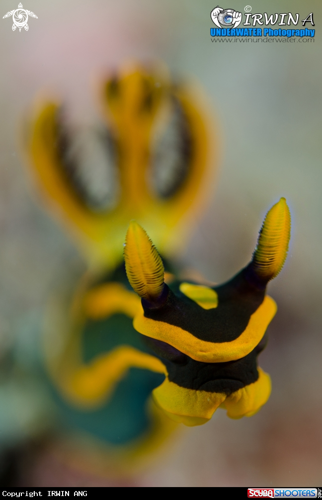 A Nudibranch