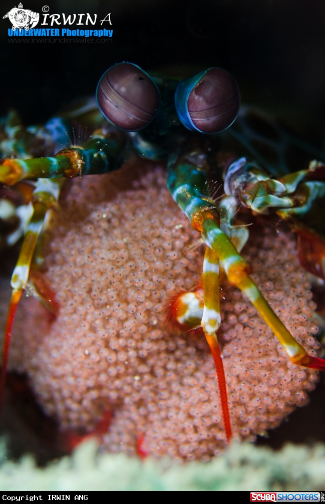 A Peacock mantis shrimp carries eggs