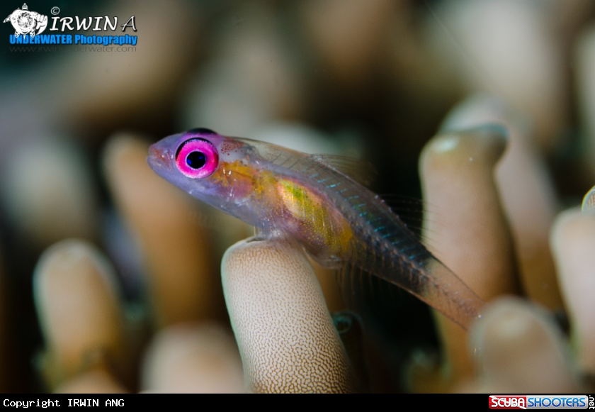 A Pink-eye goby