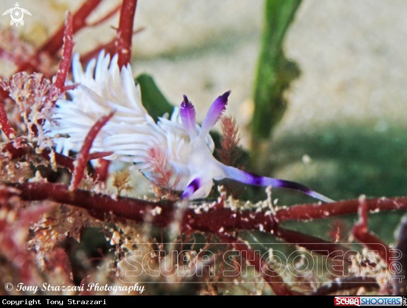 A Blue Dragon -White  Colour Variation