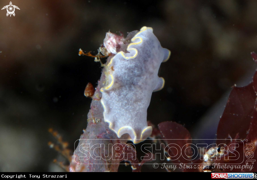 A Blue flatworm