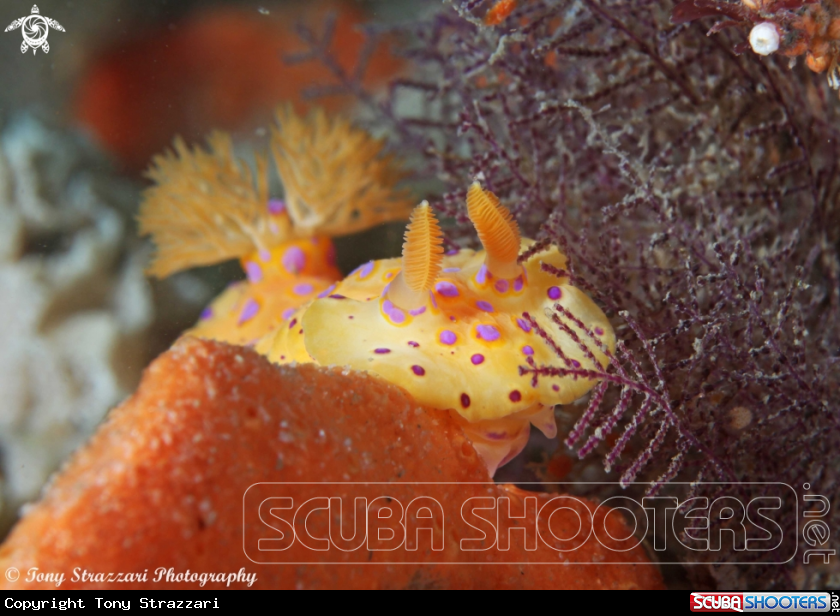 A Short-Tailed Ceratosoma