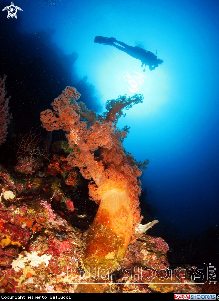 A underwater creature