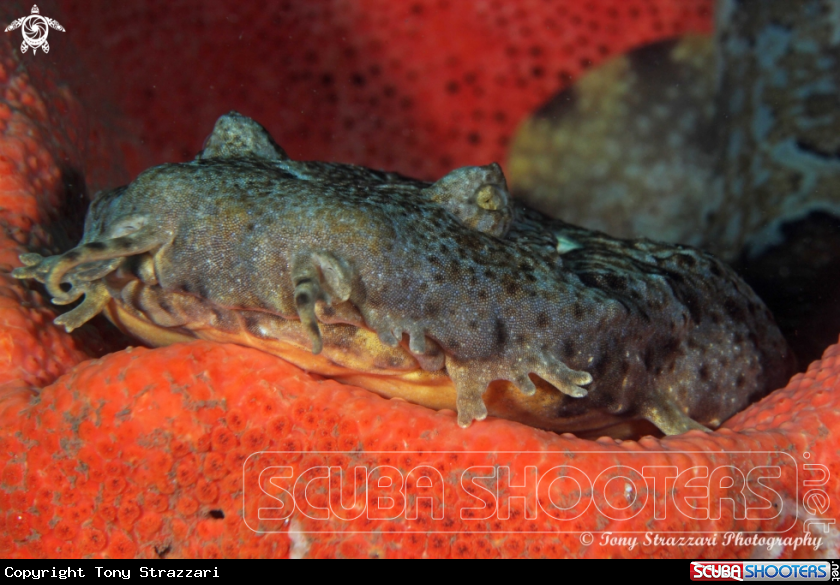 A Dwarf ornate wobbegong