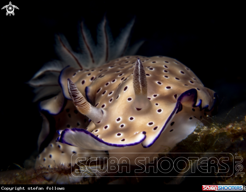 A Nudibranch